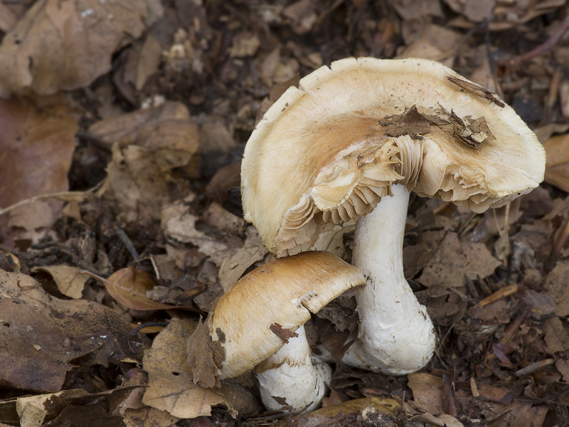Cortinarius vulpinus